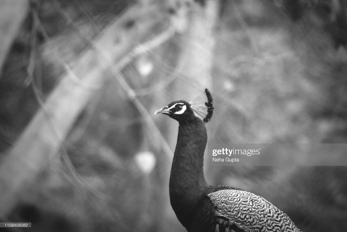 Peacock #India #fineartphotography #blackandwhitephotography #photography #birdphotography #wildlifewednesday #gettyimages buff.ly/3JBKvL8