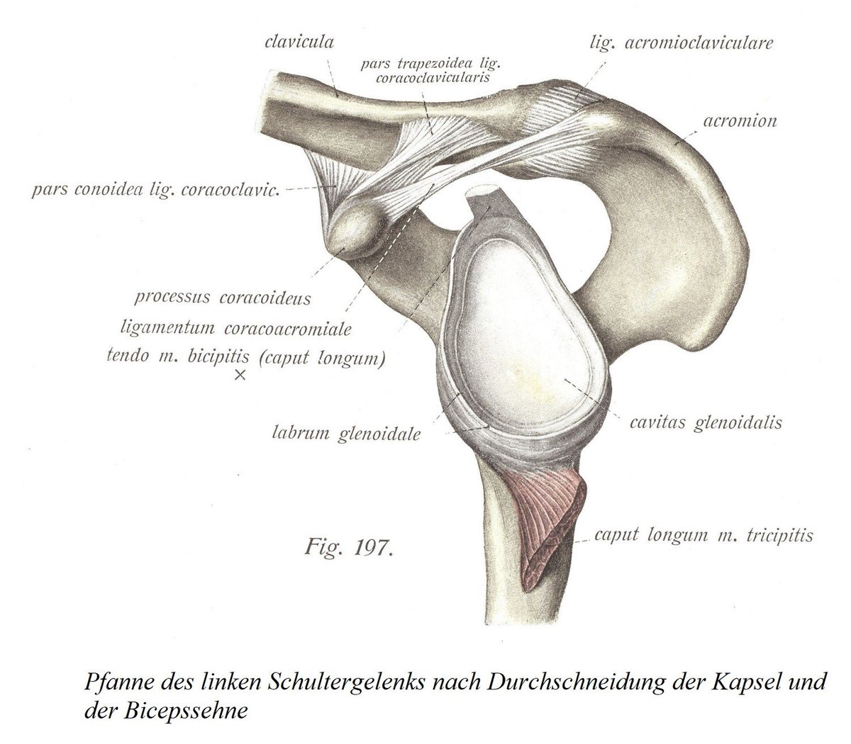 anatomia17's tweet photo. Bänder des Schultergürtels, ligamenta cinguli extremitatis superioris, Schultergelenk, articulatio humeri
https://t.co/GpN4UrNzvN https://t.co/ciEwaWgxpp