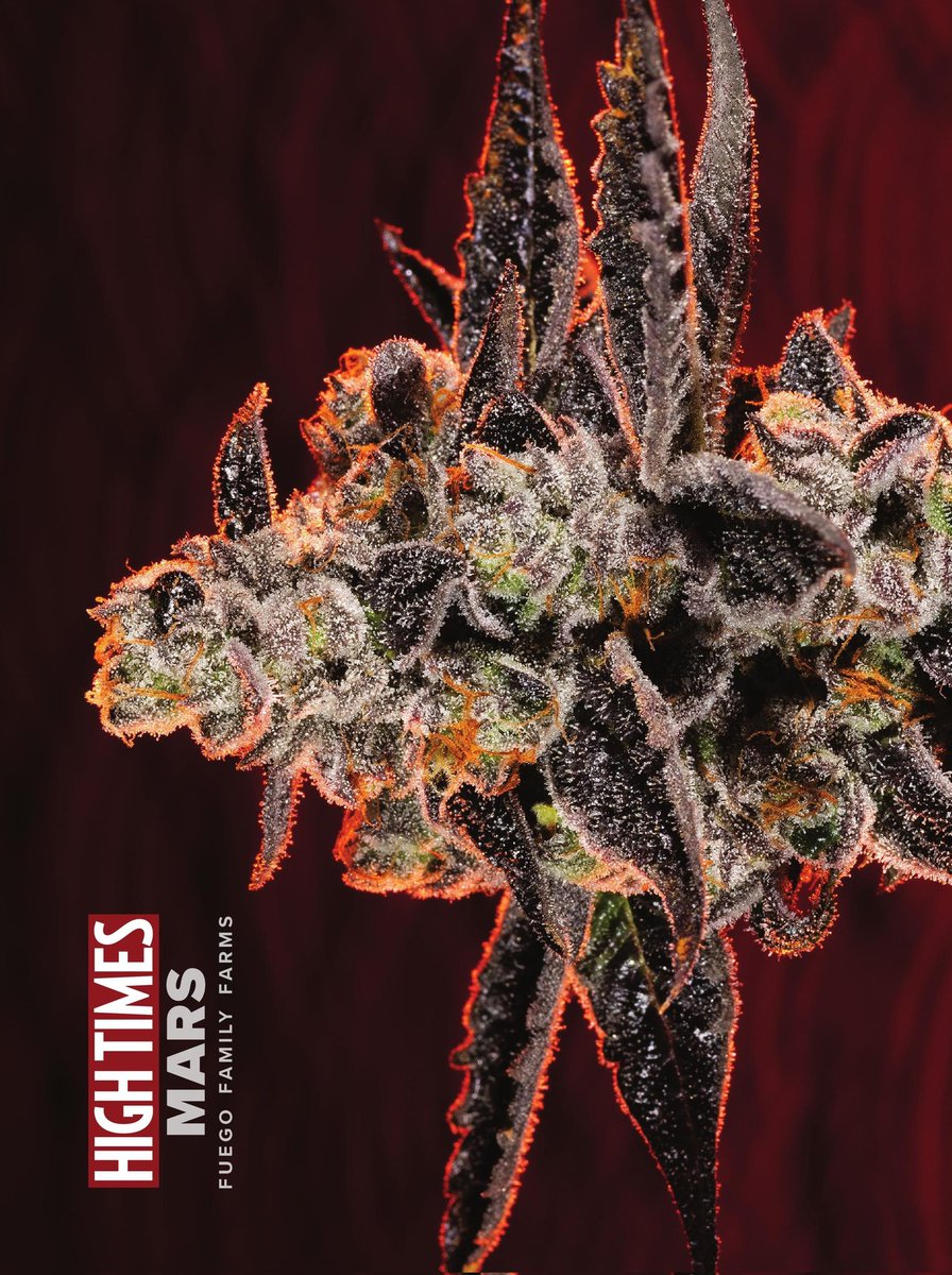 HIGH_TIMES_Mag's tweet photo. #hightimes #hightimescenterfold 
#hightimesmagazine https://t.co/mAogD6e2o8