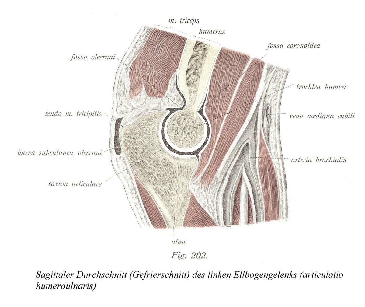anatomia17's tweet photo. Distales Radioulnargelenk, articulatio radioulnaris distalis, membrana interossea, und proximales Handgelenk, articulatio radiocarpea
https://t.co/3HEZkydjd8 https://t.co/klG5fwV31T