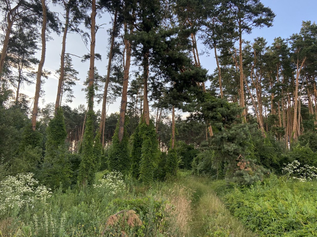 saykotaeil's tweet photo. з кайфом погуляла, альбом бітлз послухала, їжачка зустріла, пиво попила https://t.co/oamaADZfZH