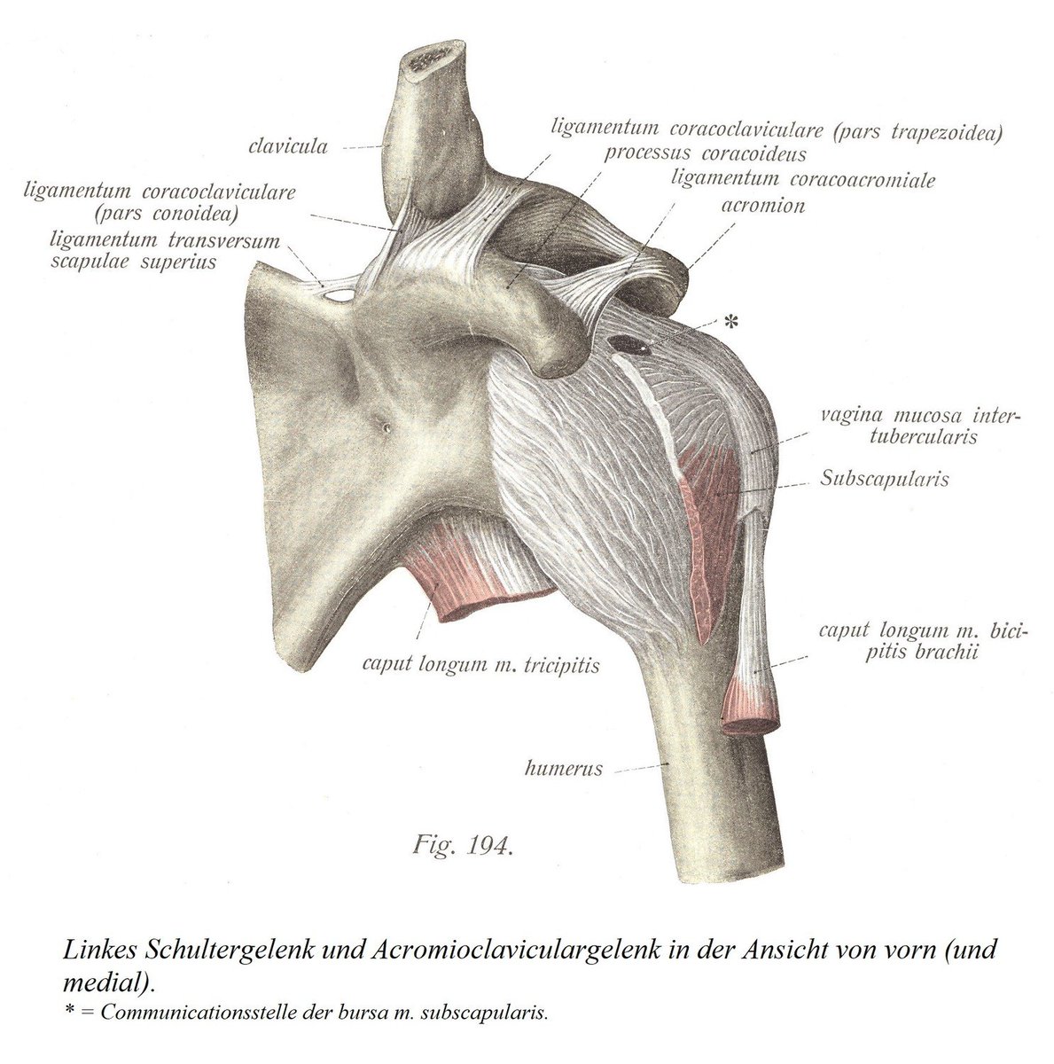 anatomia17's tweet photo. Sternoclaviculargelenk, articulatio sternoclavicularis, Acromioclaviculargelenk, articulatio acromioclavicularis
https://t.co/EQKxsfDUtq https://t.co/MiEG3TTmzZ
