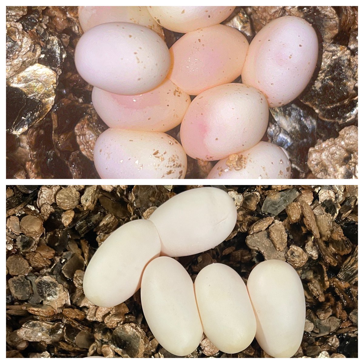 IulianGherghel's tweet image. 📢 Update: Our research on color polymorphism in 🦎 sand lizards and 🐍 grass snakes is progressing! 🌡️🔬

We’re taking the next step by incubating the eggs of these reptiles to simulate the effects of climate change. 🥚🌍

#Herpetology
#ClimateChange
#ReptileResearch