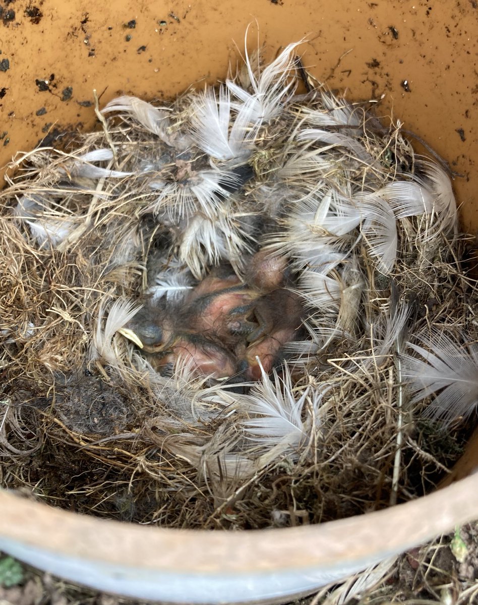Ian Beggs (@fatsnipe) on Twitter photo In 2021 <a href="/SkokholmIsland/">Skokholm Island</a> Wheatears nested in a Storm Petrel nestbox in the wall leading north from the Obs. (We adapted our nestbox camera and got great footage). It’s in use again. This female (C38) had a nest on the other side of the wall in 2021. A case of nestbox envy? In 2021 <a href="/SkokholmIsland/">Skokholm Island</a> Wheatears nested in a Storm Petrel nestbox in the wall leading north from the Obs. (We adapted our nestbox camera and got great footage). It’s in use again. This female (C38) had a nest on the other side of the wall in 2021. A case of nestbox envy?