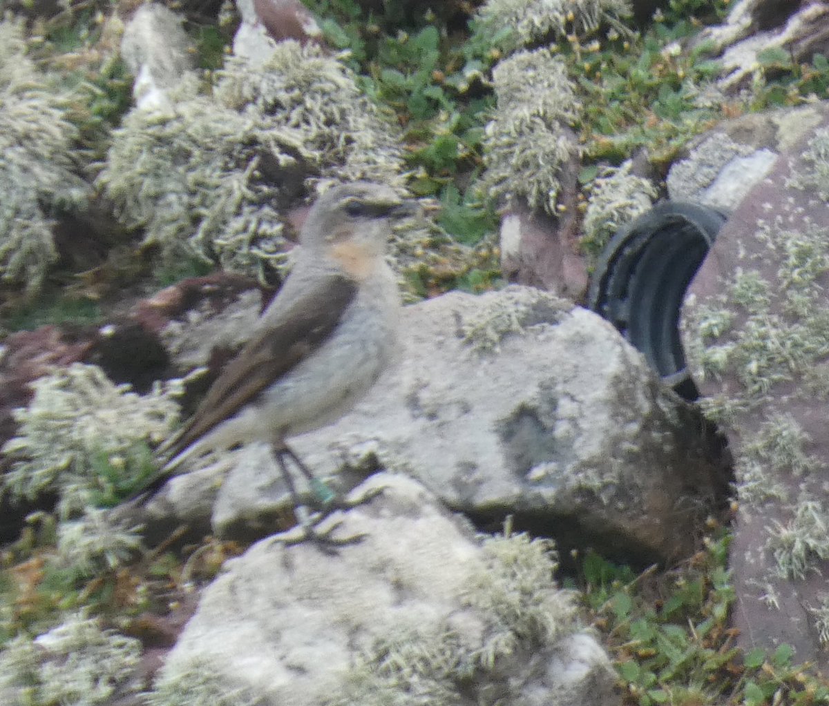 Ian Beggs tweet media