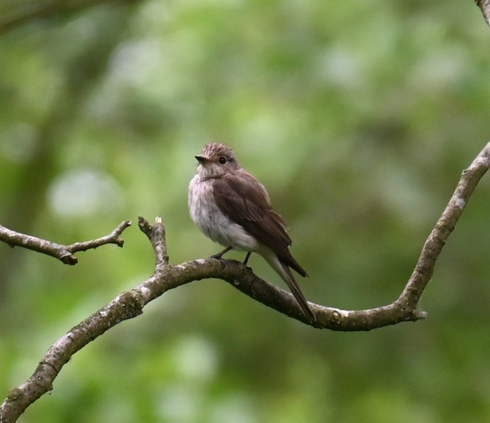thaxalot's tweet photo. Nice views of #spotfly today in Thetford @_BTO @BirdTrack https://t.co/sTQHhBpu4z