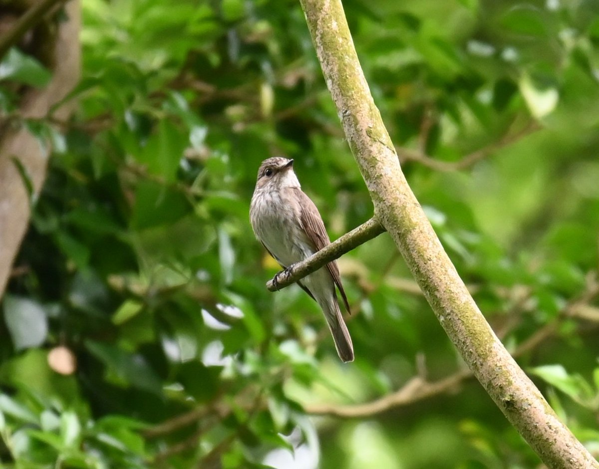 thaxalot's tweet photo. Nice views of #spotfly today in Thetford @_BTO @BirdTrack https://t.co/sTQHhBpu4z