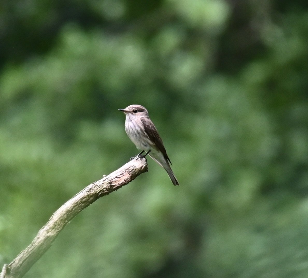 thaxalot's tweet photo. Nice views of #spotfly today in Thetford @_BTO @BirdTrack https://t.co/sTQHhBpu4z