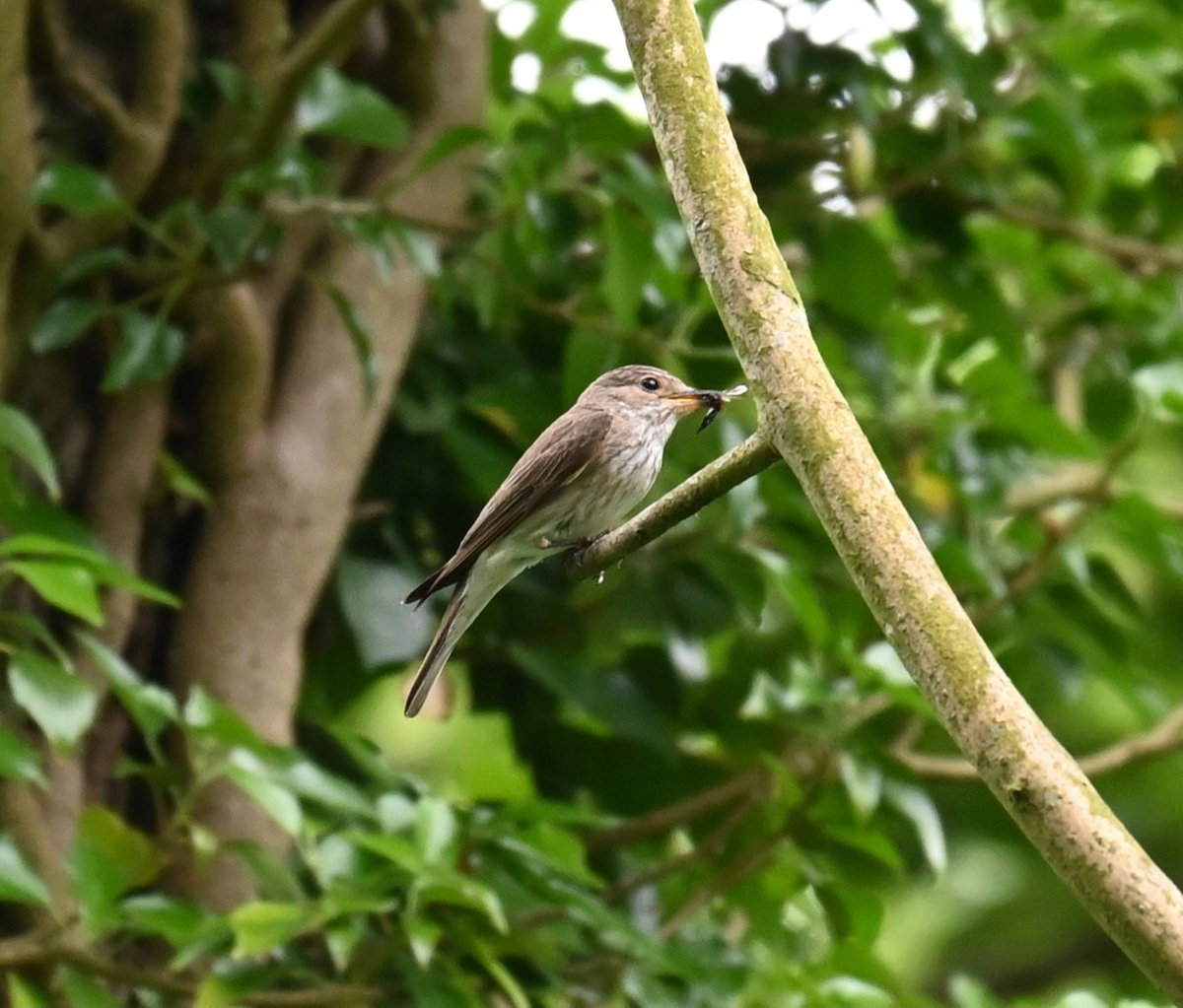 thaxalot's tweet photo. Nice views of #spotfly today in Thetford @_BTO @BirdTrack https://t.co/sTQHhBpu4z