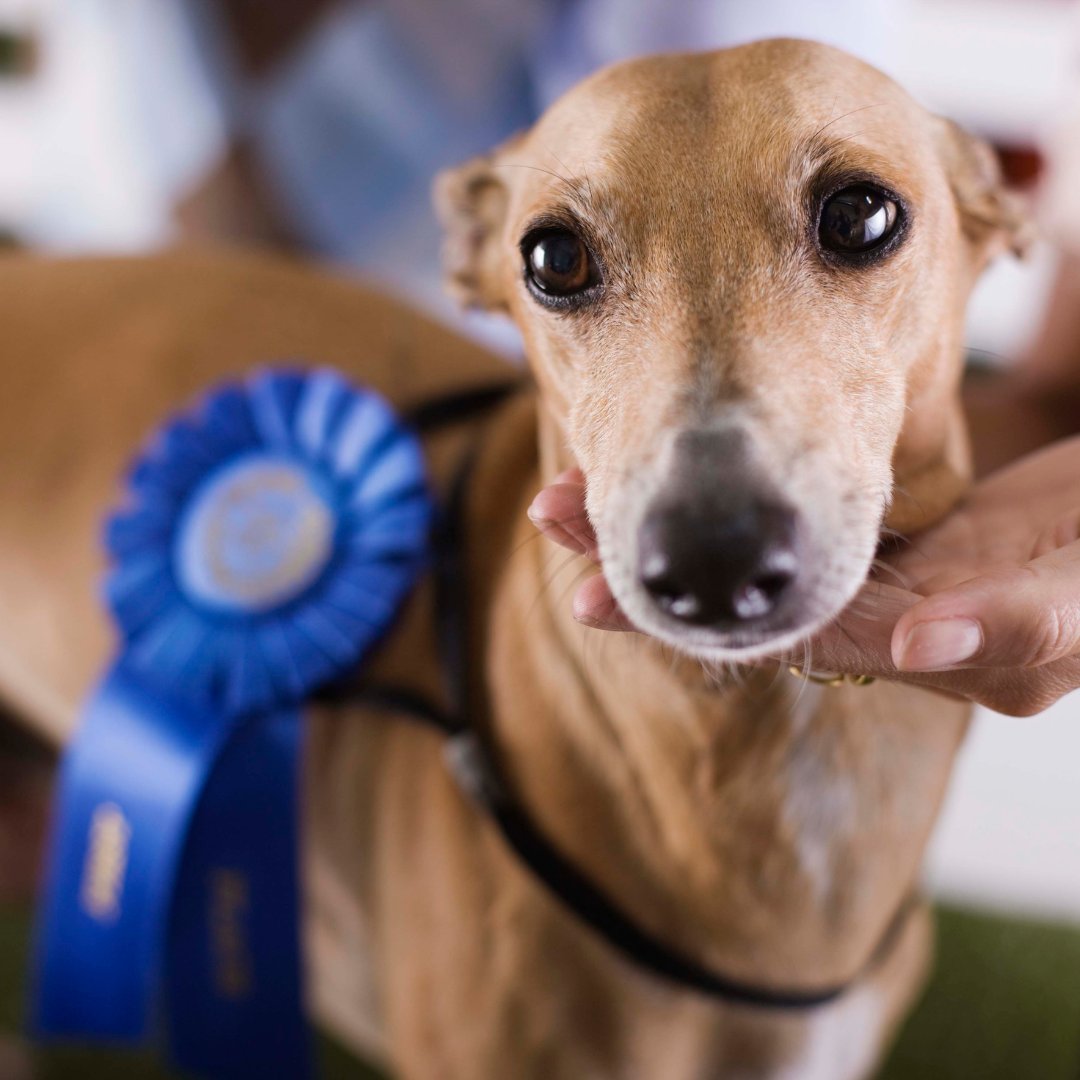 The Houston Dog Show is coming up fast! It will run from July 19-23. Who's excited for this annual event? houstondogshows.com/?utm_source=s5… #houstondogs #dogsofhouston