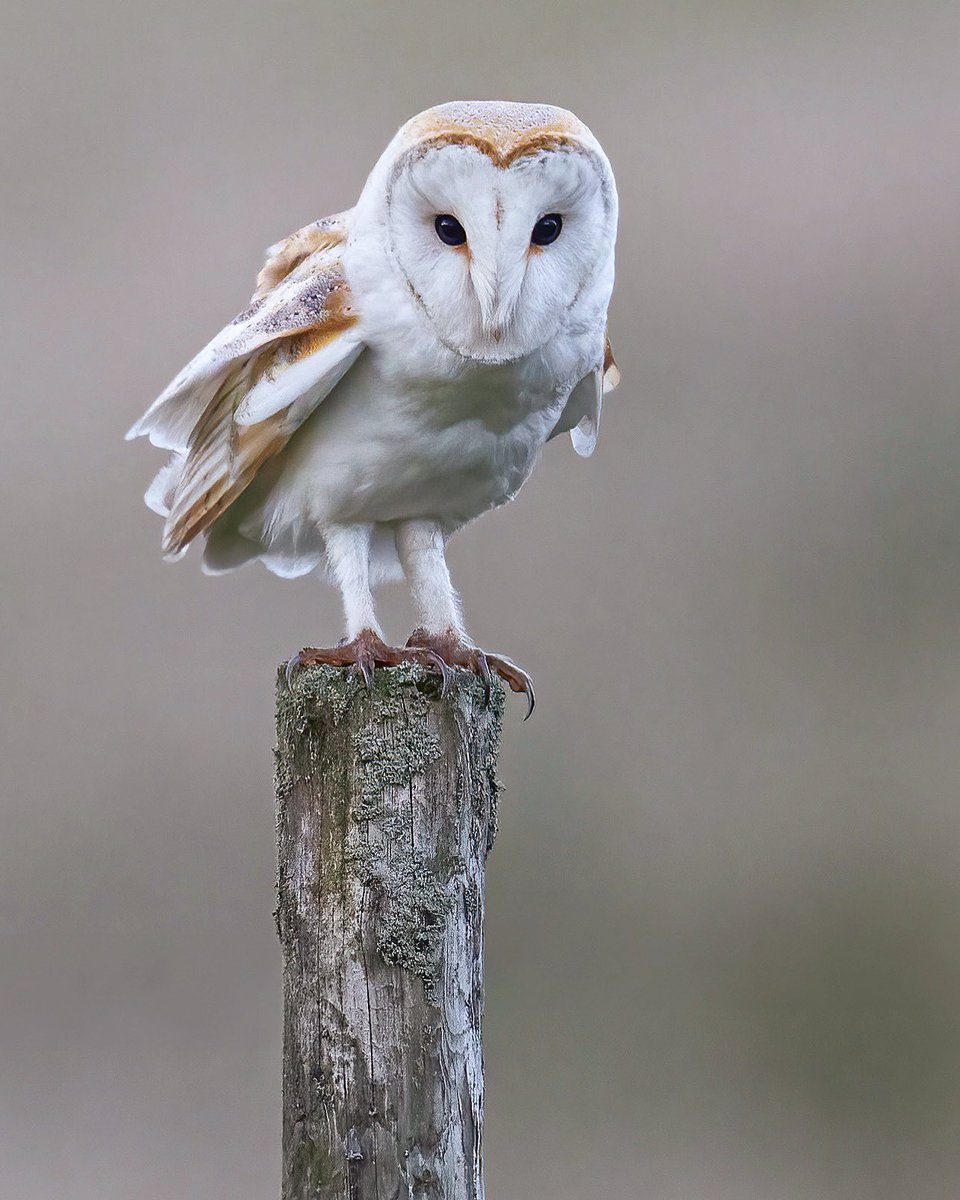 A barn owl who kindly flew and perched next to my camper van last weekend.
.
.
.
#TwitterNaturePhotography #BBCWildlifePOTD #bbcspringwatch #canonuk #BirdsSeenIn2023 #barnowl #birdwatching #canonphotography