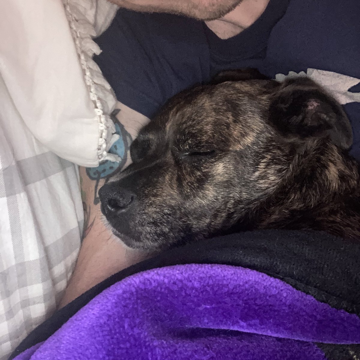 thejoehansen's tweet image. Today, Cosmo wouldn’t relax in bed until I turned away from Monica so that I could snuggle with him instead. Spoiled rotten kids.