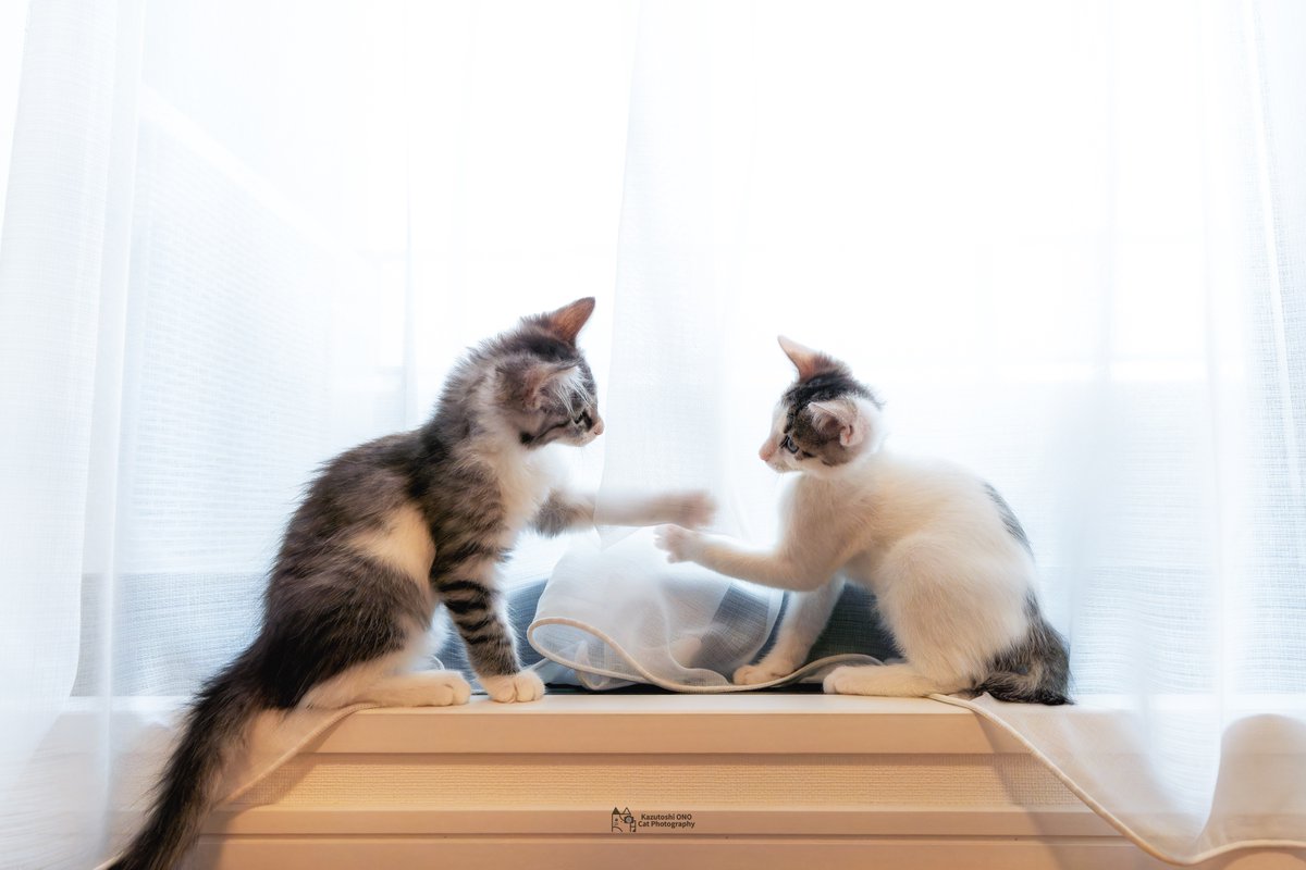 ジャンケンポン

#ねこ #cats #猫好きさんと繋がりたい #猫好き #catlover #東京カメラ部