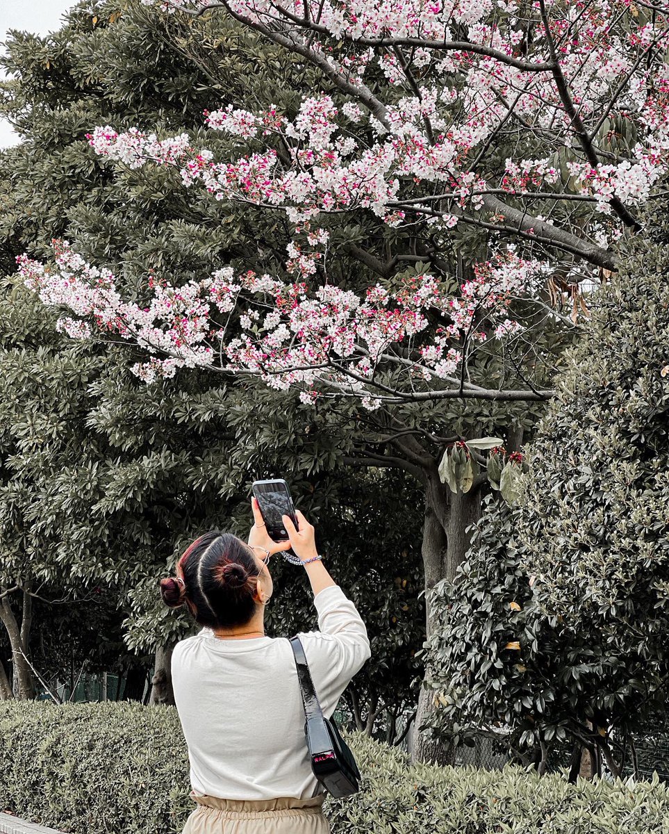 Mrsibaliojem's tweet photo. Bringing back spring season.
From Mikasa📍 Cherry blossom🌸 https://t.co/em1aj5nkaQ