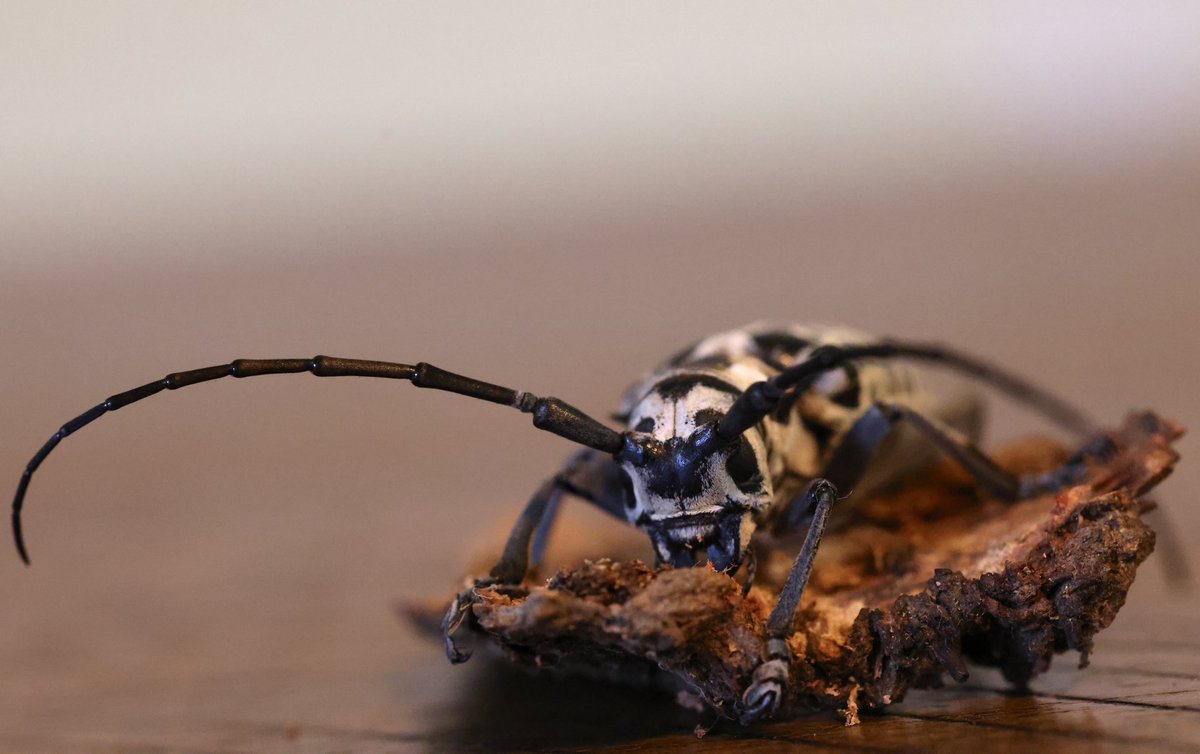 Dr. Joanie King tweet media