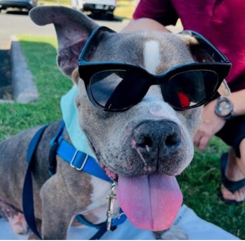 Sheldon, HI-EMA and @mauihumane spokesdog, wants every family to be 2 Weeks Ready for hurricane season and #PetPreparednessMonth. This Maui dog knows a forever family that plans ahead will make his future so bright he'll have to wear shades. #2WeeksReady