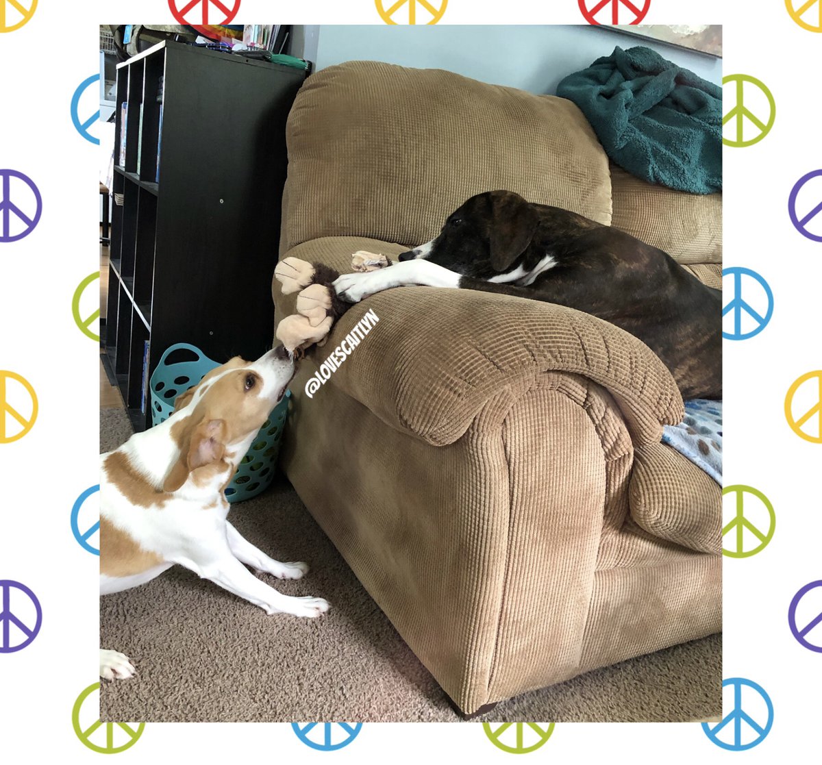 lovescaitlyn's tweet photo. We are playing..... wonder who will win? What do you think friends? #dogsoftwitter #furbaby #beagle #hound #whippet #grayhound #dogs https://t.co/scZEJ14yUt