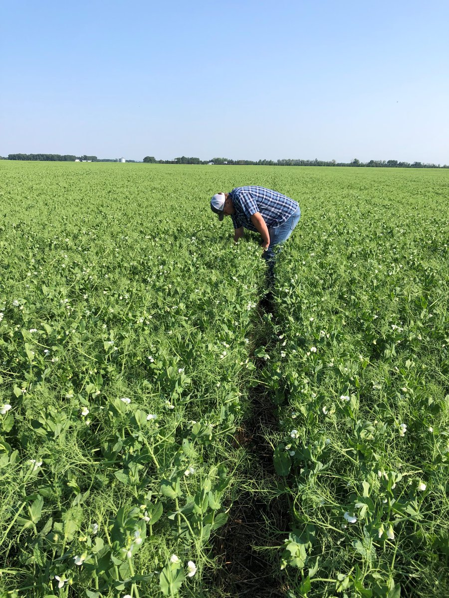 Great way to start our day looking at some beautiful peas 🙌
Getting our summer students all trained up on disease ID and fungicide timing as crops are moving quick!