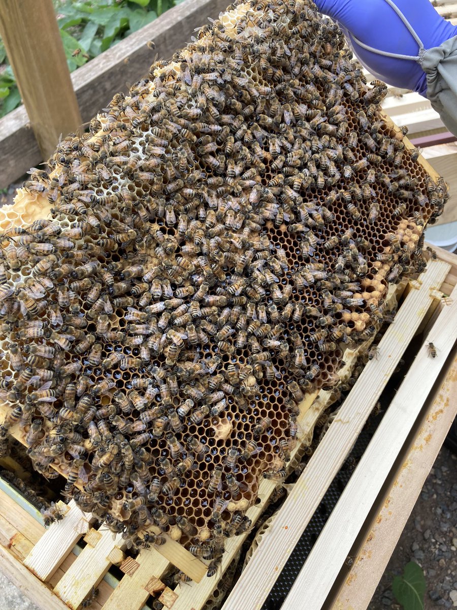 Hive 2.  Queen Matilda was hiding again but the brood seems much more settled now we have split them and given them more room.