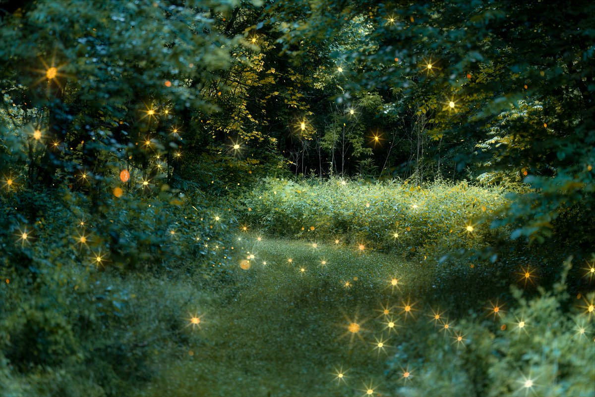 Check out this new photograph that I uploaded to fineartamerica.com! fineartamerica.com/featured/firef… 
#fireflies #lightningbugs #ohio #midwest #mystical #artistsontwitter #photographer