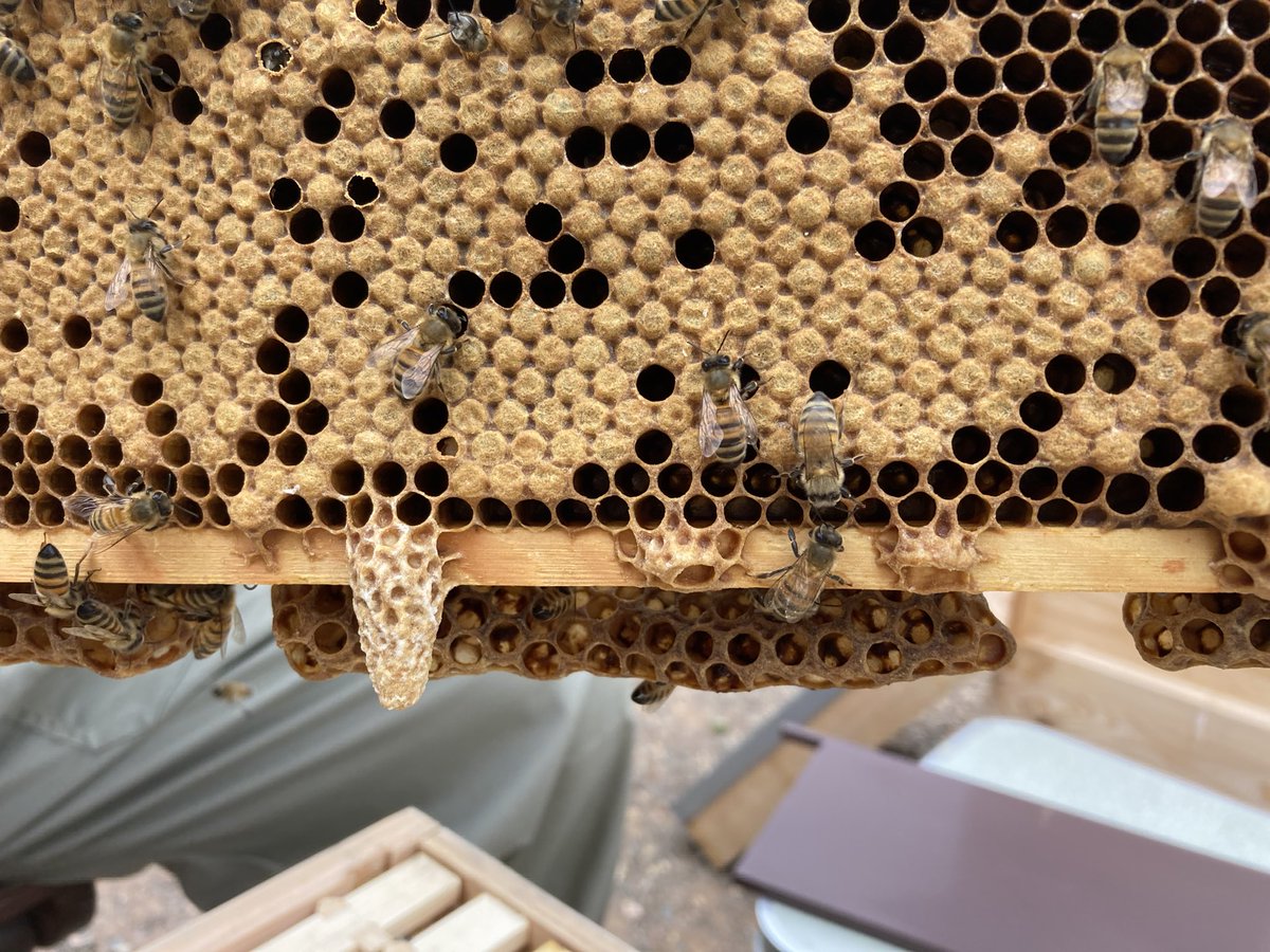 Hive 3 is looking good and has 2 charged queen cells so we are hopeful we have a new queen on the way. Pictures show a capped queen cell.