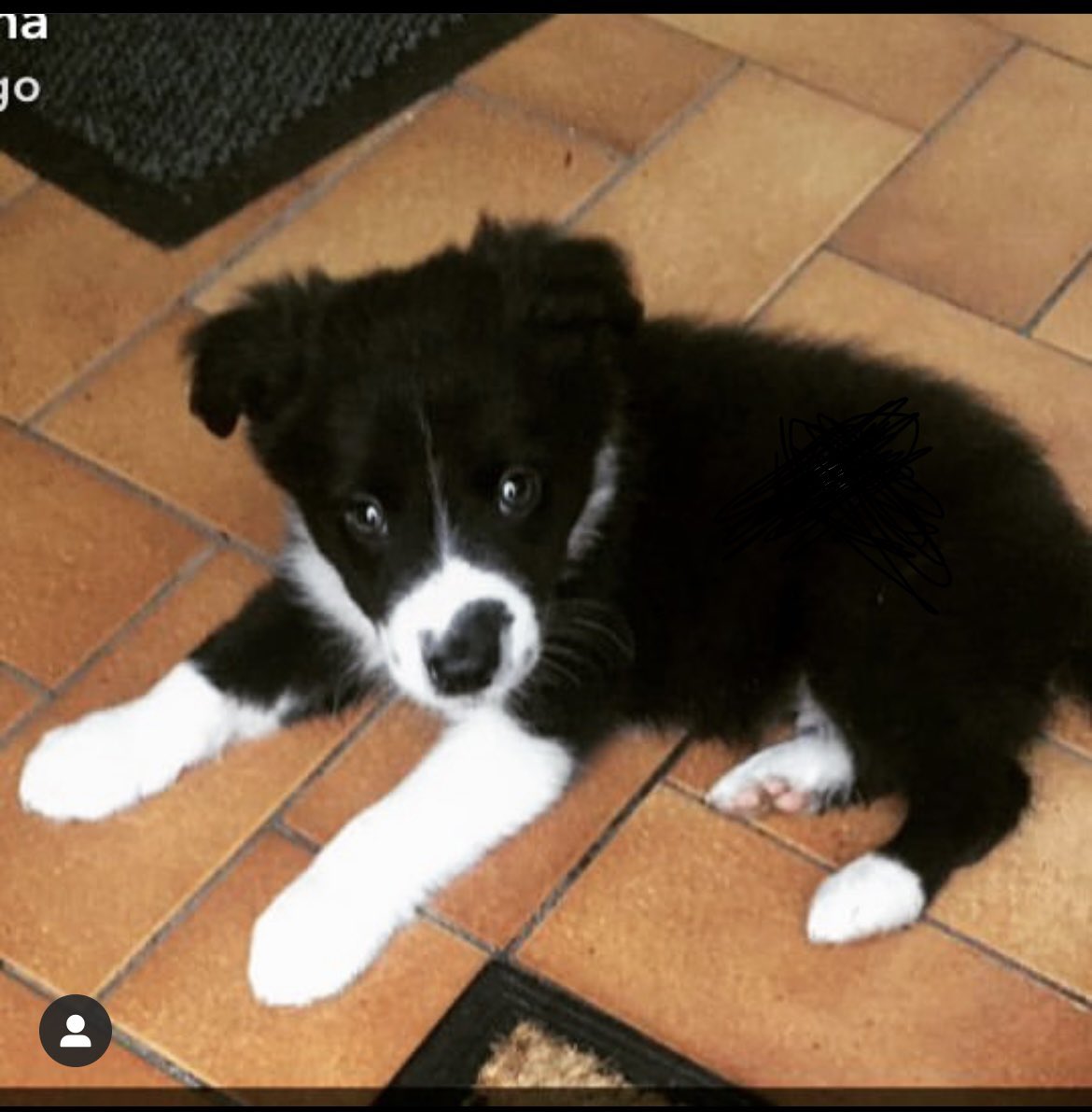 SheerinOfficial's tweet photo. Please RT 

This is a photo of our sheepdog Spot taken when he was a pup 6 years ago…he has been lost since last night and it looks like he could have been stolen. 

He is very docile and friendly, long shaggy coat and small, answers to Spot and is microchipped. £1000 reward. https://t.co/tw4MSEHsR6