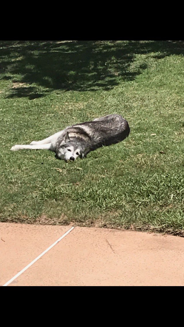 tell that to my husky who BEGS to go outside all day no matter the temp in Texas &amp; will lay in the sun for hours in the backyard. Their double-coated fur keeps them warm in the winter AND cool in the summer. This is why you should never shave a double-coated dog’s fur 🐸☕️