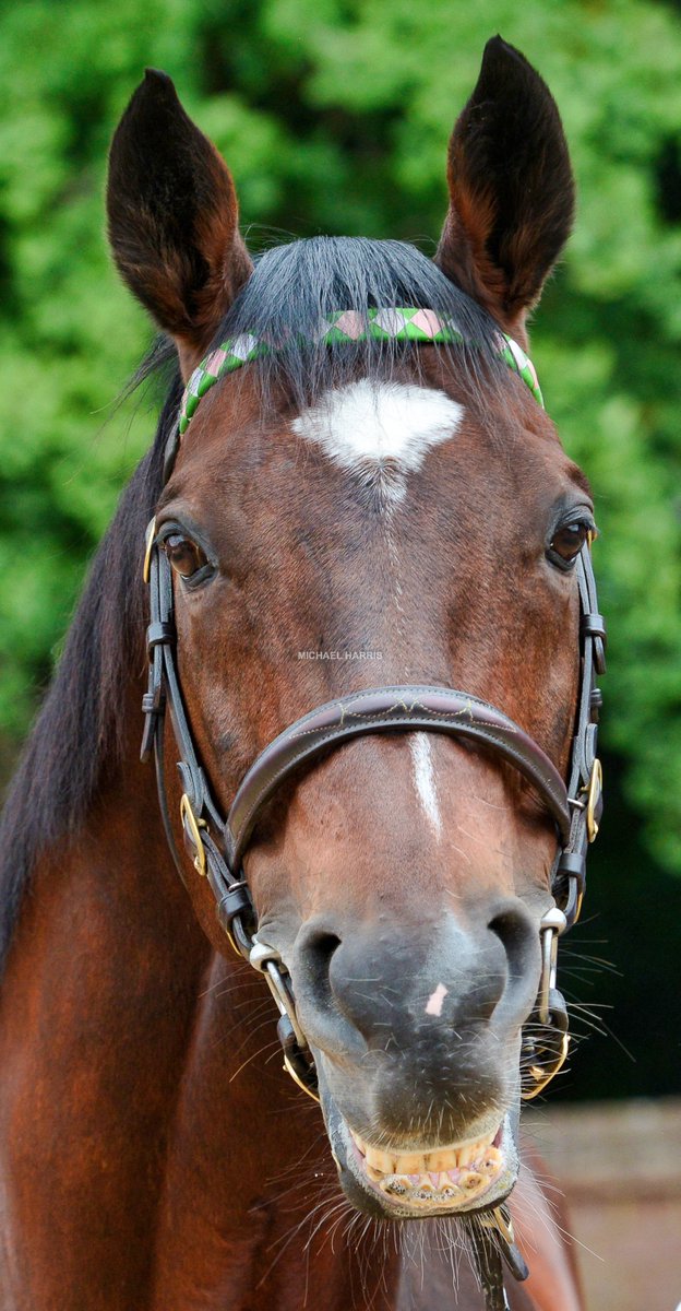mjyharris's tweet photo. I looked Frankel in the eye yesterday, pointed my camera, and said "SMILE !" https://t.co/xzSQzCMwcK