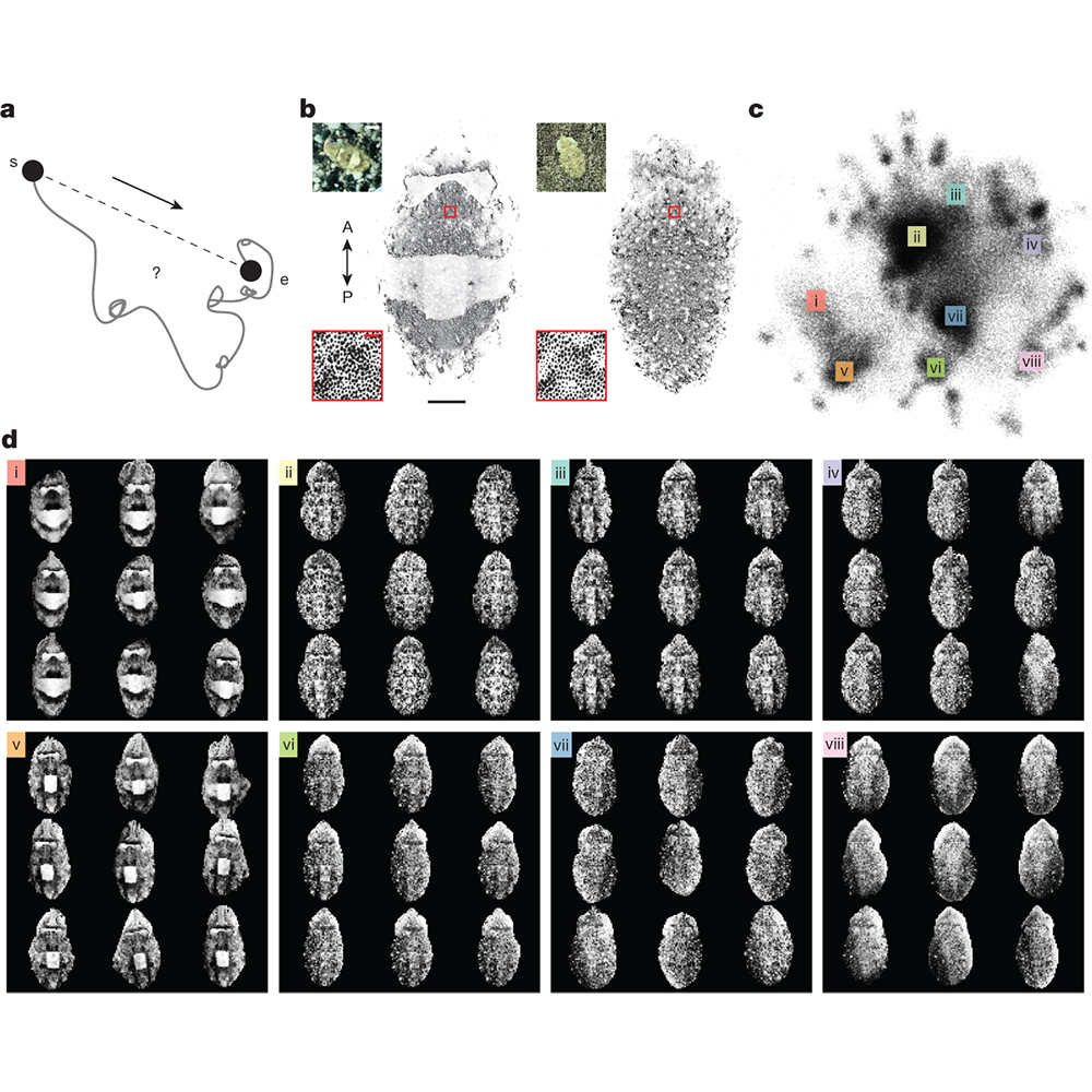 Research published in <a href="/Nature/">nature</a> suggests that the mechanisms with which cuttlefish are able to camouflage themselves, through the control of millions of pigmented skin cells, are more complex than previously thought. go.nature.com/3CQCYo5