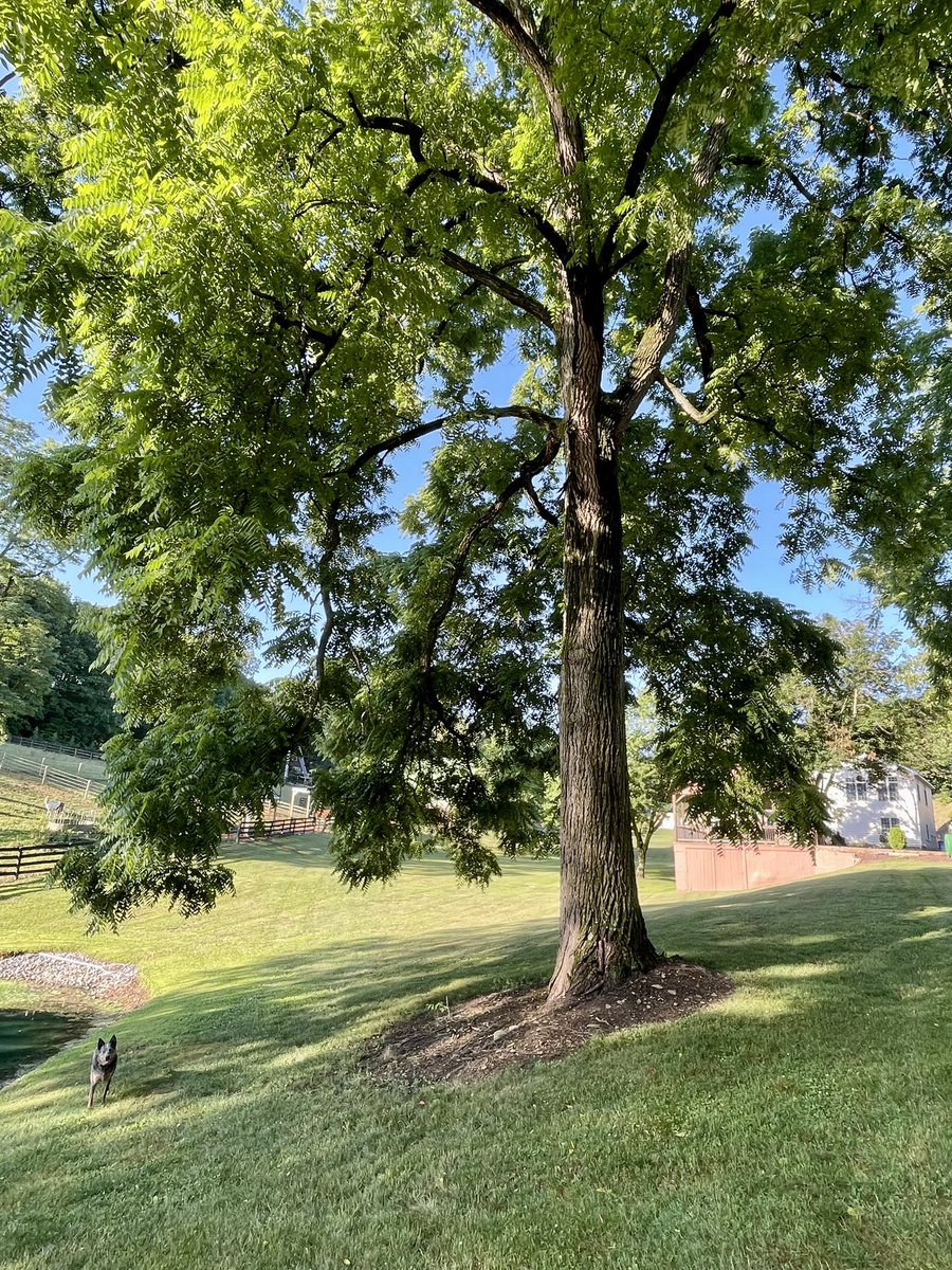 SBullaj's tweet photo. Biggest and nicest looking black walnut tree in my farm,
Over 11 feet at base at about 1 foot of the ground.
I would love to know how old this tree is 

#blackwalnuttree https://t.co/rv3DcERsEg