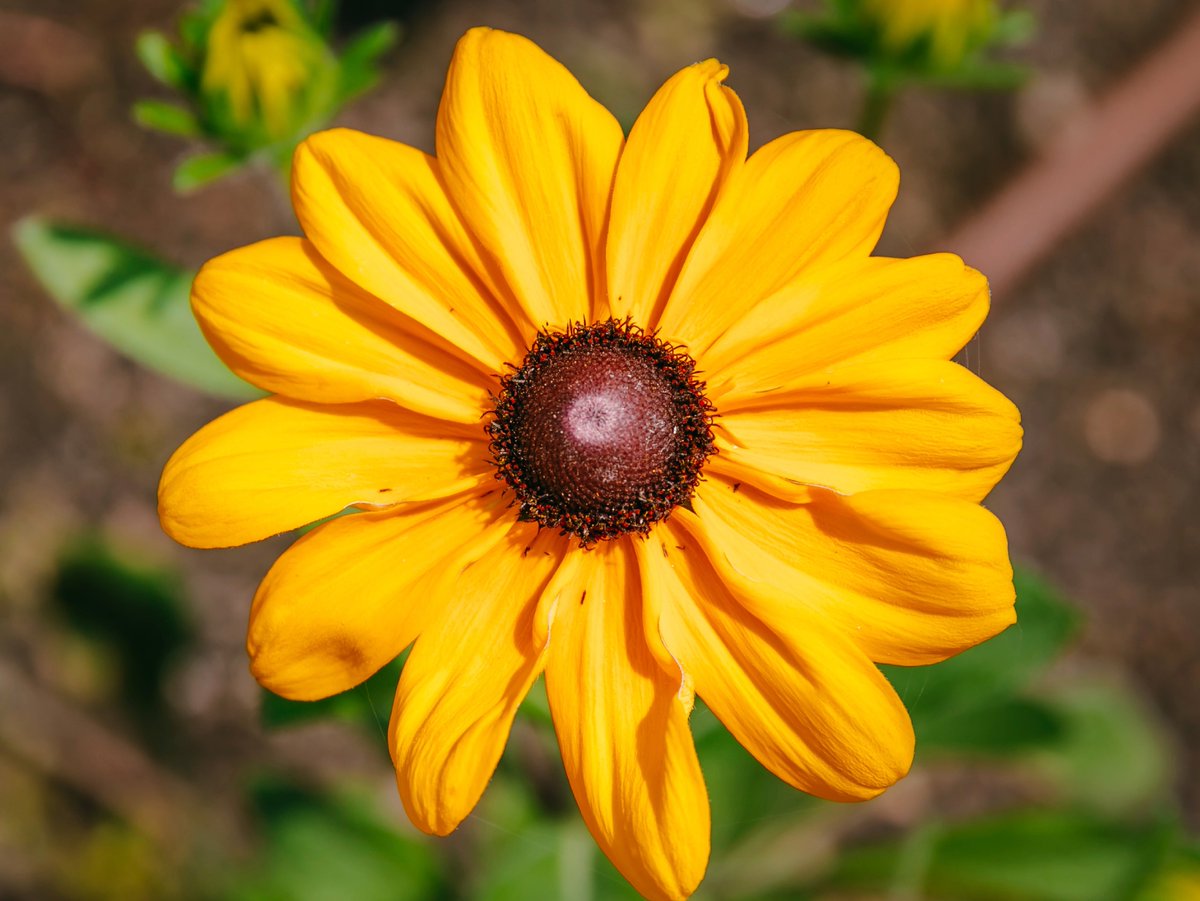 Mizzou Education & Human Development tweet media