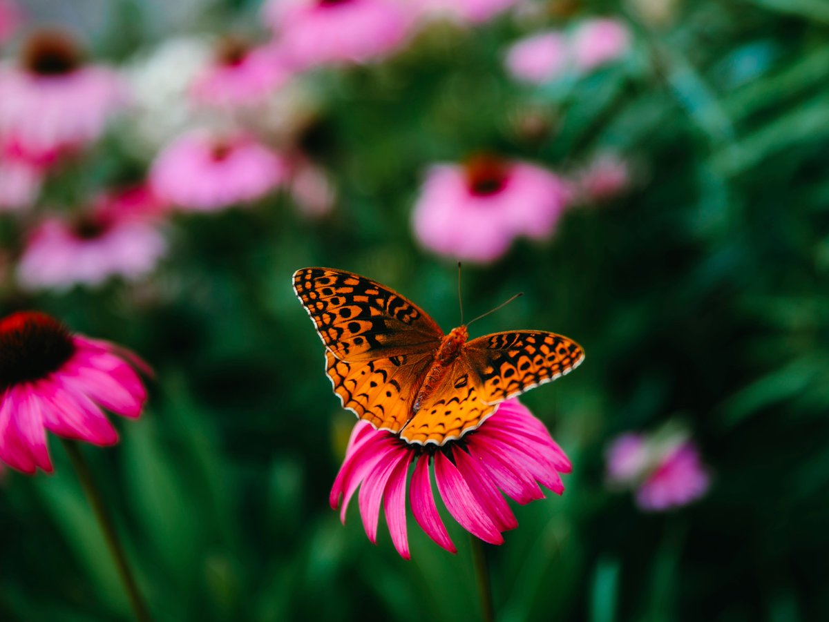 Mizzou Education & Human Development tweet media