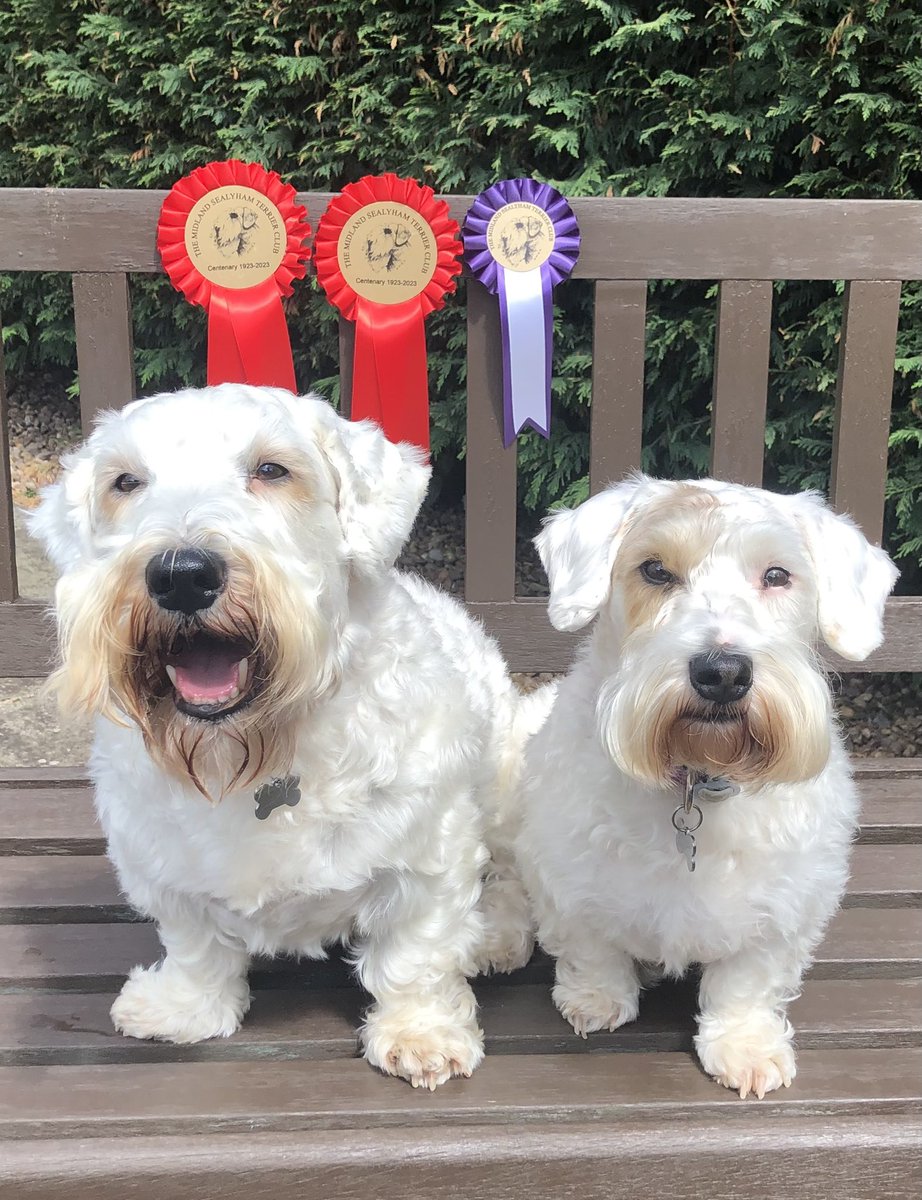 We won some rosettes at the weekend! How exciting! 😘❤️🐾👏🏻  #dog #dogs #dogsoftwitter #dogtwitter #sealyham #sealyhamterrier #sealyhamsoftwitter #sealyhameddie #SaveBritishDogBreeds #dogsarefamily #dogsontwitter #dogsoftwitter