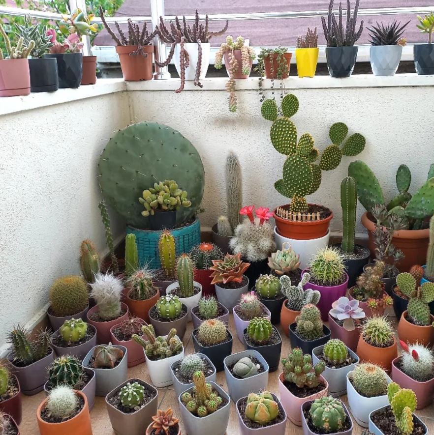 A cactus collection🌿