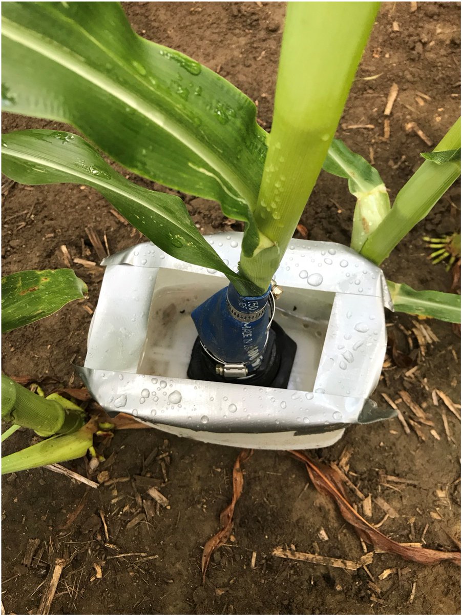 Recent dry spell got ya down?

While genetic development certainly is the most significant contributing factor, the plant’s ability to magnify small rain amounts through this funneling effect is also part of the explanation. 💧🌱

🔗: pulse.ly/p0pw8my03p