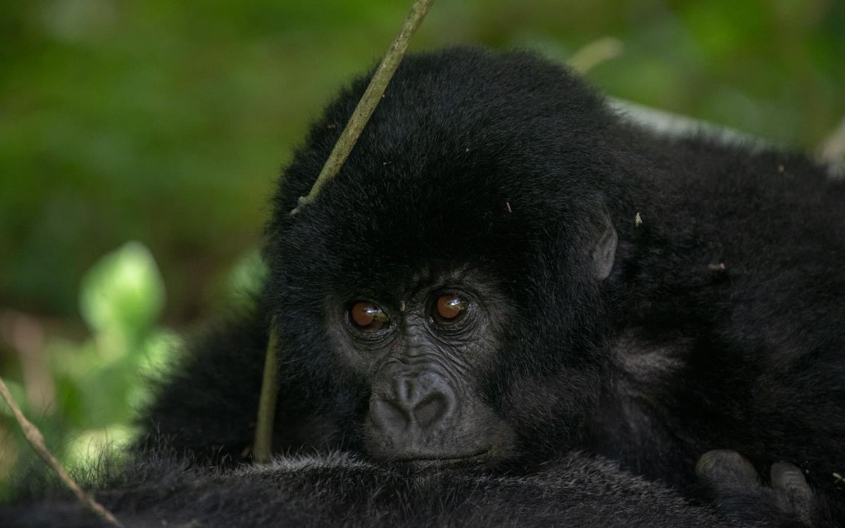 exclusive_uga's tweet photo. Gorilla tracking involves going through steep slopes and some times muddy terrain, hiring a Porter will therefore enhance your tracking experience from carry your extra luggage to supporting you walk through the difficult areas! https://t.co/NW4YUSzNlk