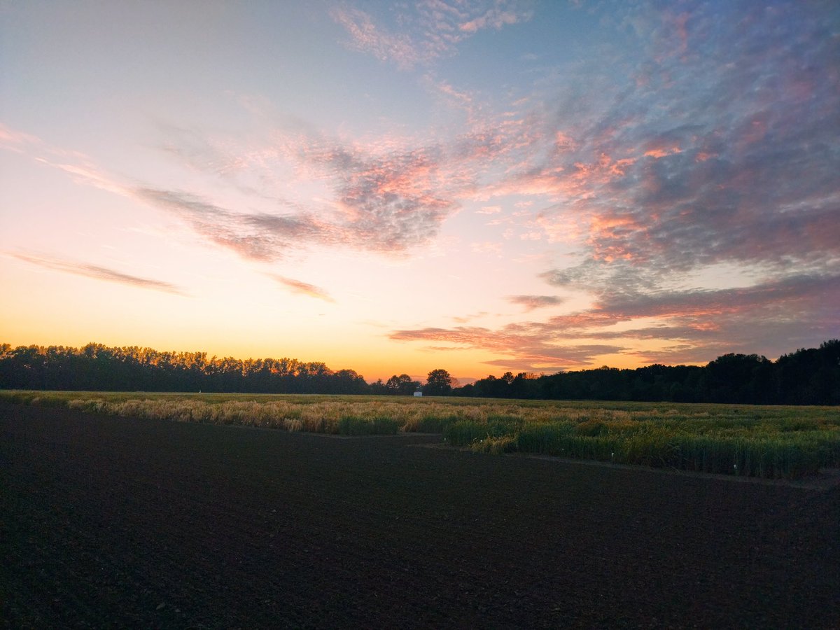 AnaGalvezGalvan's tweet photo. Nice sunset in IPK-Gatersleben @LeibnizIPK #phdstudent #phdstay #phdcsic #breeding #wheatbreeding #barleybreeding https://t.co/bRD3ciWKQe