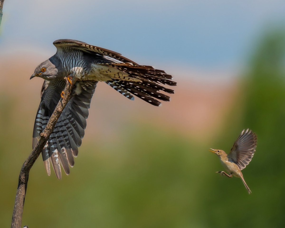 Ak Mukallit kuşunun Guguk Kuşunu bölgesinden çıkartma girişimleri…

Guguk ve Ak Mukallit / Bitik / Ankara
.
.
.
@birpazarbirfotograf 
#birpazarbirfotograf
. 
.
#hangitür 
#natgeotravel 
#naturephotography 
#sonyalpha
#sonyalphatr
#sonyalphaclup
#sonyalphacluptr
#sonyalphawild