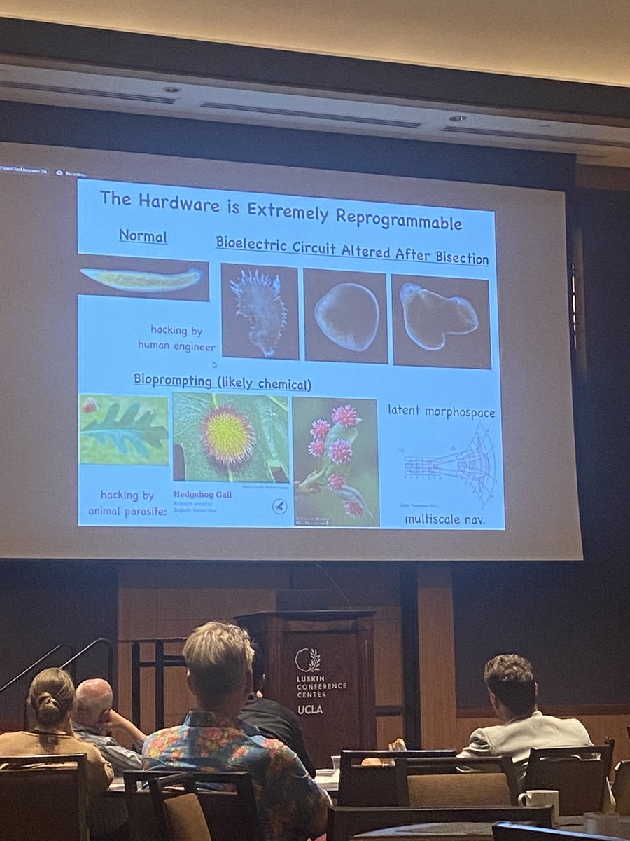 KAleklett's tweet image. More highlights from yesterday’s symposium talks with @ricard_sole discussing liquid brains, @JekelyLab showing us how cute zoo plankton respond to stimuli, Martin Hanczyk on droplet chemotaxis and @drmichaellevin on reprogramming morphology. @LuskinCenter #pushingtheboundaries