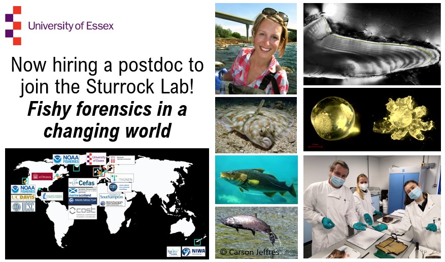 Dr Anna Sturrock (@otolithgirl) on Twitter photo 📢Post-Doc with <a href="/otolithgirl/">Dr Anna Sturrock</a>, <a href="/MfrcATU/">ATU MFRC</a>, <a href="/UnivdeCoimbra/">Universidade de Coimbra</a>, <a href="/clivetrue/">Clive Trueman (clivetrue.bsky.social)</a>, <a href="/UKRI_News/">UK Research and Innovation</a>!📢
Want to develop novel methods to assess #fish health, #stress & #pollution impacts? Join our team! Consider applying even if ur just finishing #PhD.
tinyurl.com/FishEyePostDoc
Closes: 15 Aug #FishSci 📢Post-Doc with <a href="/otolithgirl/">Dr Anna Sturrock</a>, <a href="/MfrcATU/">ATU MFRC</a>, <a href="/UnivdeCoimbra/">Universidade de Coimbra</a>, <a href="/clivetrue/">Clive Trueman (clivetrue.bsky.social)</a>, <a href="/UKRI_News/">UK Research and Innovation</a>!📢
Want to develop novel methods to assess #fish health, #stress & #pollution impacts? Join our team! Consider applying even if ur just finishing #PhD.
tinyurl.com/FishEyePostDoc
Closes: 15 Aug #FishSci