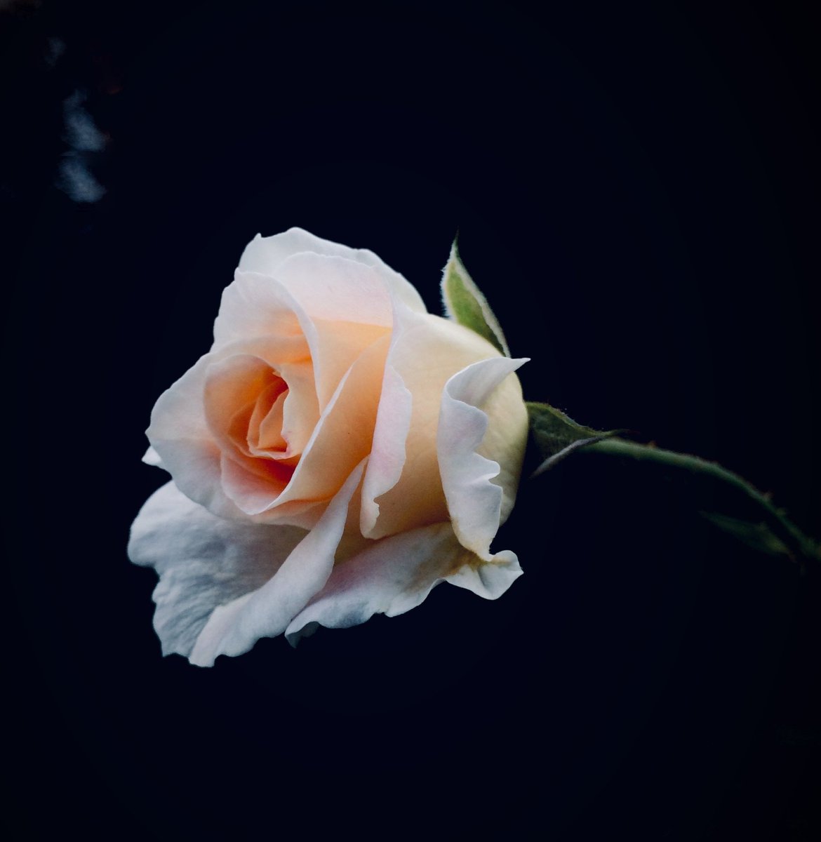 While sitting in my garden
I heard myself ask myself:
Why are you looking at this flower?

And I answered:
I’m enjoying the divine force,
creating the form of a rose…
in my hand…at this very moment…
…right now.