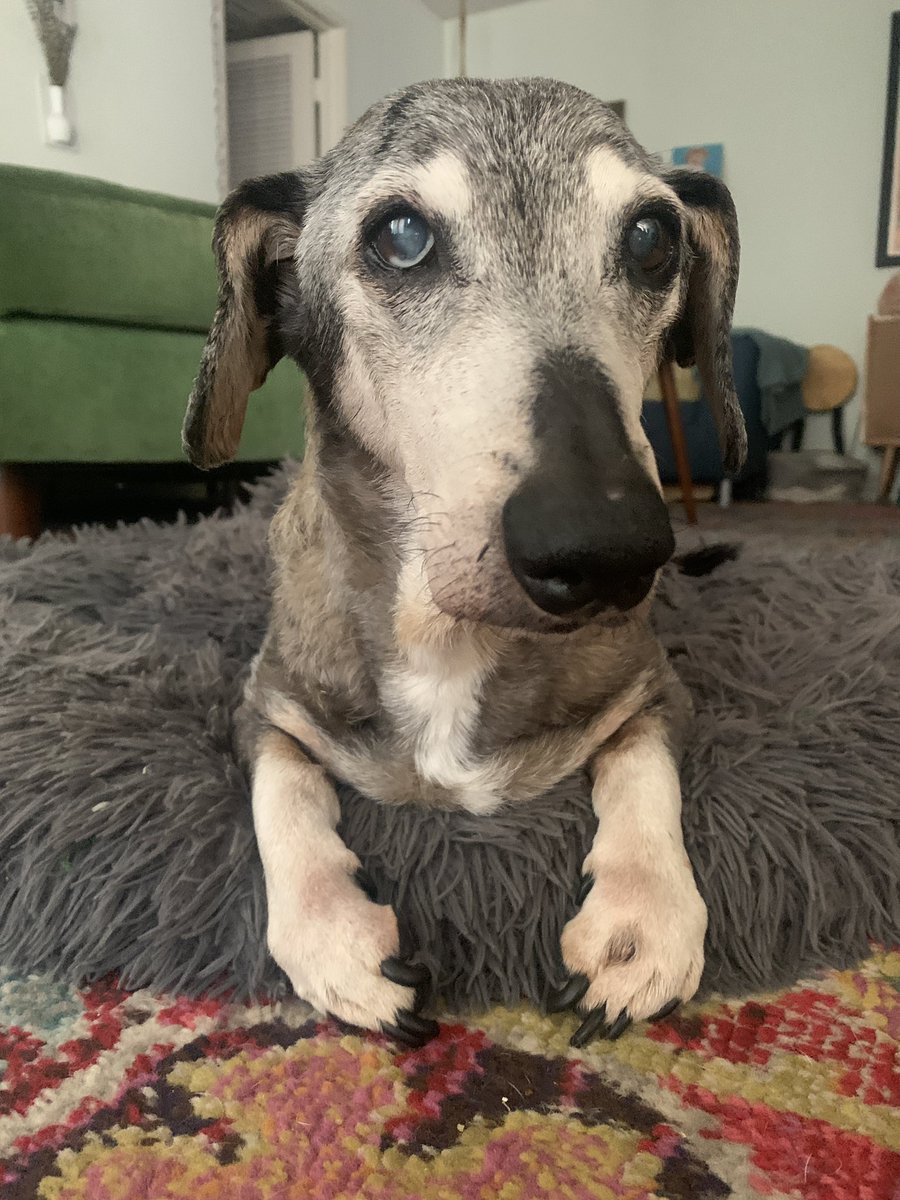 Here’s something on Twitter that’s NOT terrible. The cutest old man ever. 🥰 #frostedface