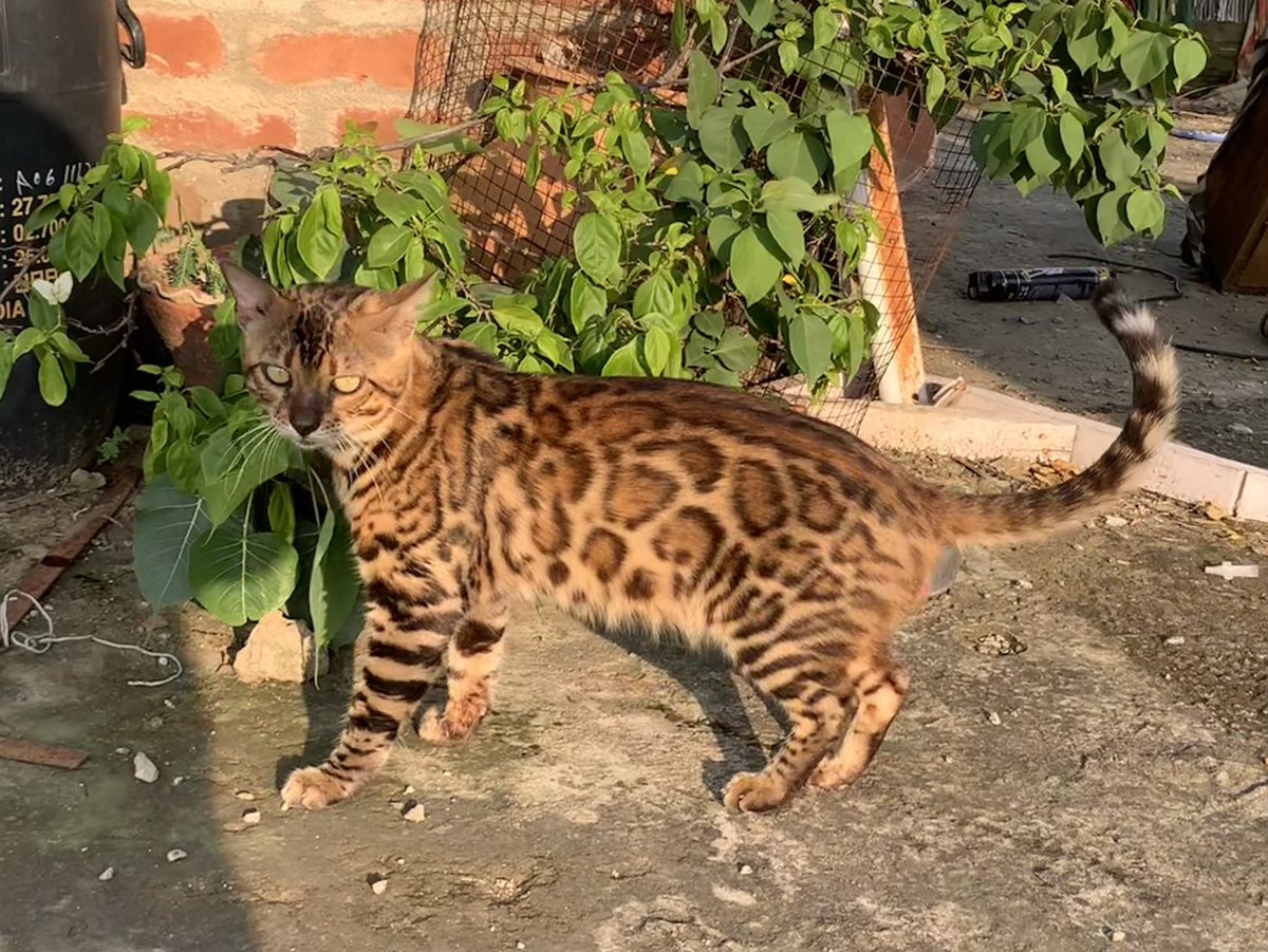 Basking in the warm sunrays #SunshineBliss #CatsOfTwitter #CatsOnTwitter #TeamBengal #cats