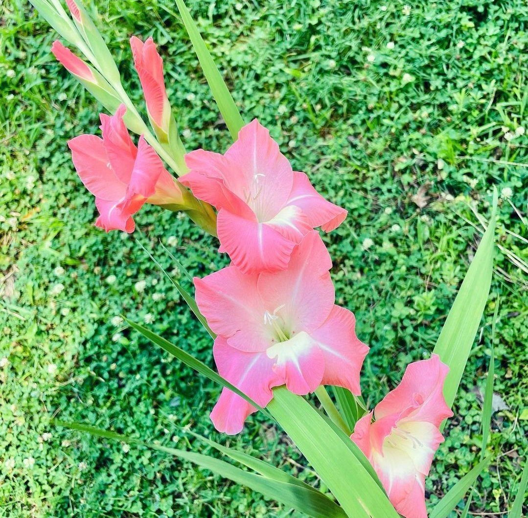 padellie's tweet photo. #OrchidCommunityChatter friends!! This isn't an orchid (I know, gotcha!) but it popped up in a friend's yard. Can anyone ID it? I thought Peruvian Lily at 1st, but the more I look at it, the less I think so...
#Flowers #Blooms #FlowerID #PlantID #Gardening #GardeningTwitter https://t.co/4io5HFQON8