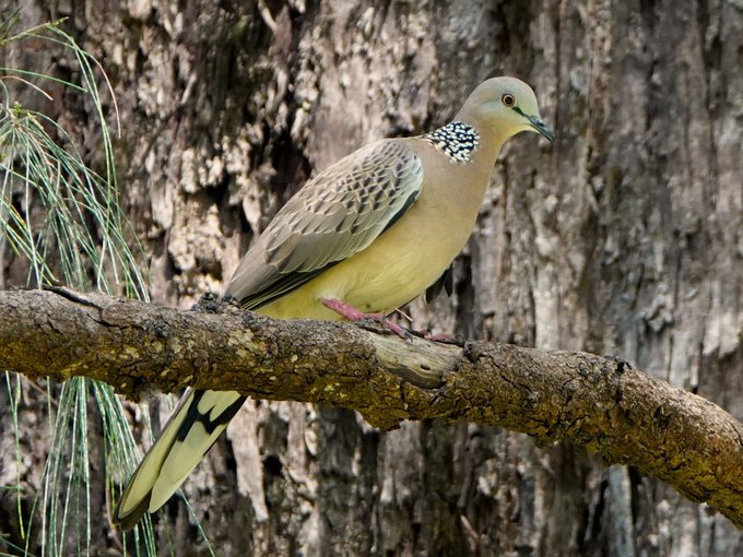 📷  Wolfgang Käseler @groovyplanetde 
Pearl-necked Pigeon aka Spotted Dove (Spilopelia chinensis tigrina) with unusual yellowing 
#Phuket #NaiYang #Thailand  #October2021