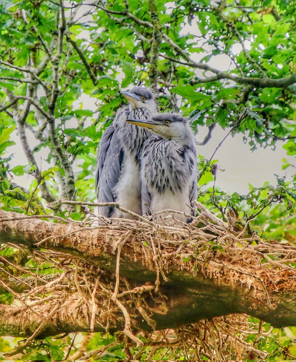 2 fledgling Grey Herons on the nest at RSPB Swell Wood,Somerset.