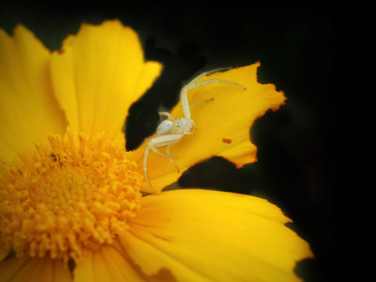 BugCatcher_Mark's tweet photo. Crab spider on yellow. #spider #invertebrate #flower #nature #bugcatcher https://t.co/IKyJfmIXGv