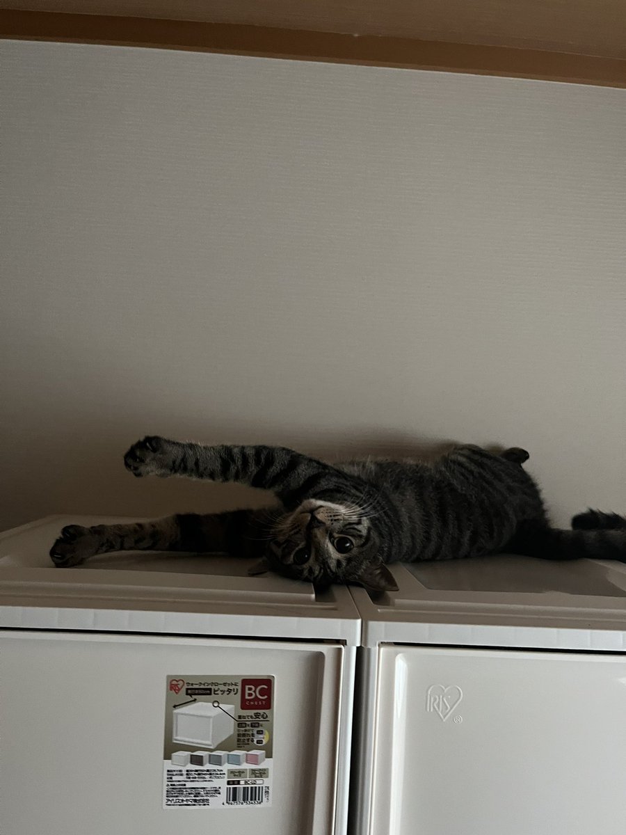 you_kun11's tweet photo. おはようございます。
まだまだ梅雨続きそうですね。
今日も1日ガンバロー
#保護猫 ＃猫のいる幸せ ＃猫 ＃キジトラ https://t.co/LNZ0nEBrVP