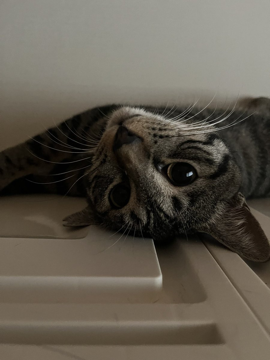 you_kun11's tweet photo. おはようございます。
まだまだ梅雨続きそうですね。
今日も1日ガンバロー
#保護猫 ＃猫のいる幸せ ＃猫 ＃キジトラ https://t.co/LNZ0nEBrVP