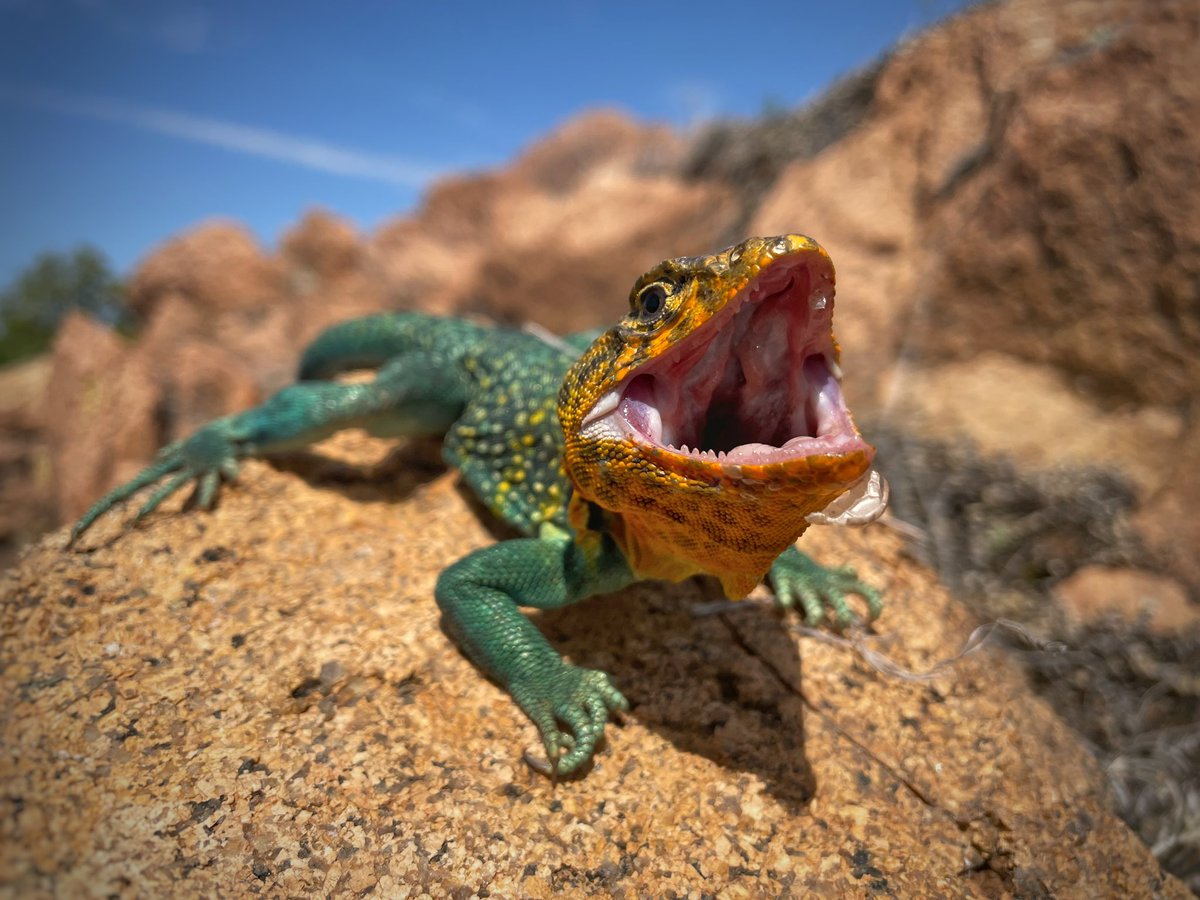 BugCatcher_Mark's tweet photo. A fired up male Eastern Collard Lizard. #Oklahoma #herping #lizard #statereptile #herpingoklahoma #NaturePhotography https://t.co/ojaL6nOctd
